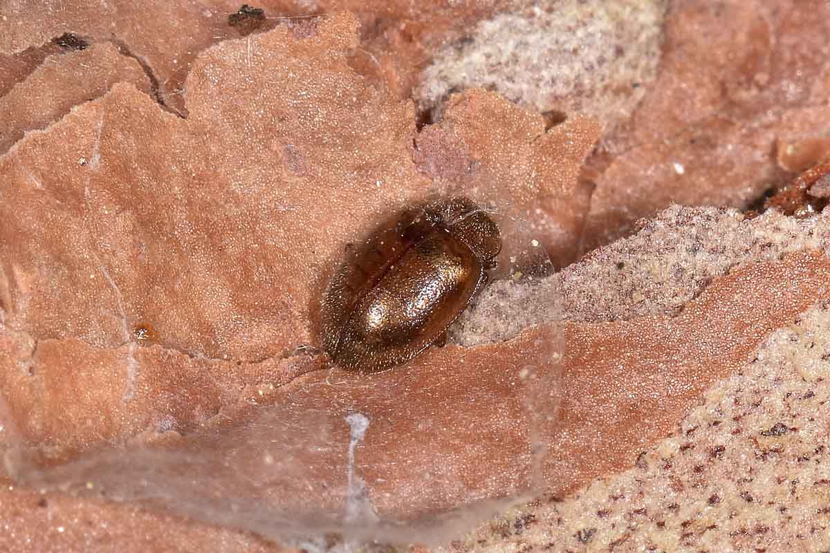Rhyzobius sp., Coccinellidae
